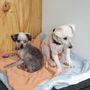 Photo of Dog Grooming