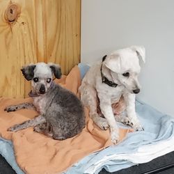 Dog Grooming