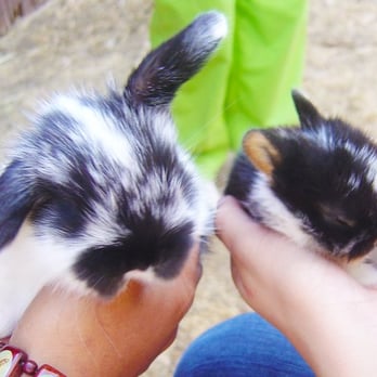Rabbits4You - Holland Lop 5 week and Netherland Dwarf 2 week - Pet Services Near Me - San Jose, California Rabbits4You - Holland Lop 5 week and Netherland Dwarf 2 week - Pet Services Near Me - San Jose, California