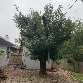 Viridian Tree Care - She got a trim and we happily were able to save her. - Tree Services Near Me Viridian Tree Care - She got a trim and we happily were able to save her. - Tree Services Near Me