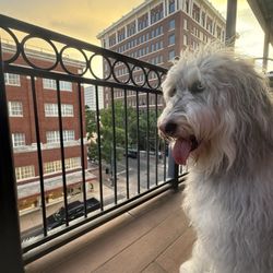 Dogtopia - Bleu exploring Downtown Waco