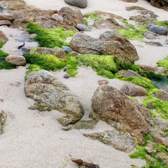 Asilomar State Beach - Shoreline ... - Parks Near Me - Pacific Grove, California Asilomar State Beach - Shoreline ... - Parks Near Me - Pacific Grove, California