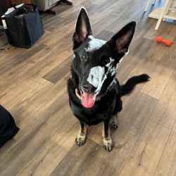 The K9 Commander