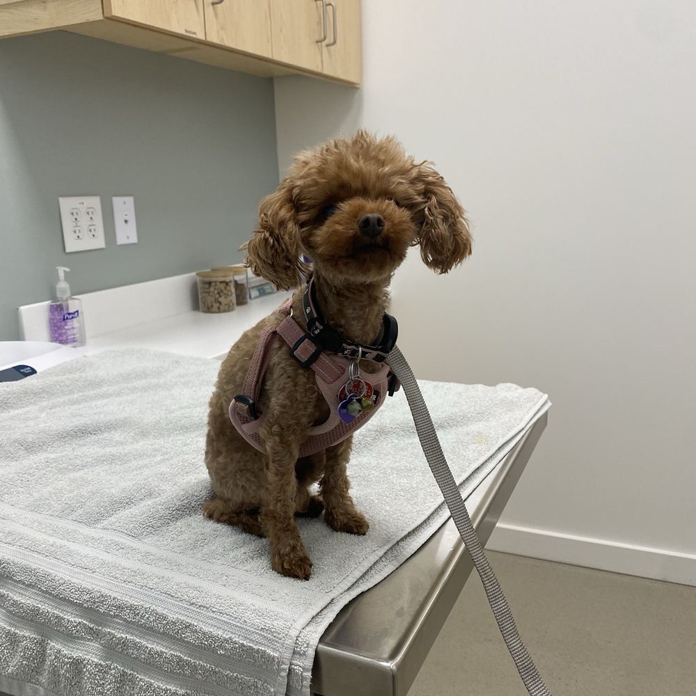 Bao at hospital for an infection after an anal gland expression. DO NOT DO IT IF YOU LOVE YOUR DOG Bao at hospital for an infection after an anal gland expression. DO NOT DO IT IF YOU LOVE YOUR DOG