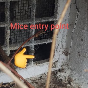 Citadel Pest Control - A good Inspection will help to identify rodent entry points. - Pest Control Near Me - Elmsford, New York Citadel Pest Control - A good Inspection will help to identify rodent entry points. - Pest Control Near Me - Elmsford, New York