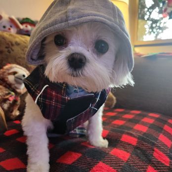 Wag-N-Tails - Jack is ready for Santa.  Grooming and new jacket from Wag-N-Tails.  Staff is AWESOME always a great job. - Pet Groomers Near Me - Las Vegas, Nevada