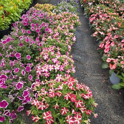 Oakland Nursery
