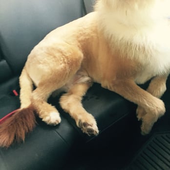 Wrigley's Pet Spaw - Check out the lion tail! - Pet Groomers Near Me - Long Beach, California Wrigley's Pet Spaw - Check out the lion tail! - Pet Groomers Near Me - Long Beach, California