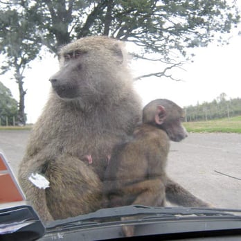 Knowsley Safari Park - Zoos Near Me - Merseyside, XMS