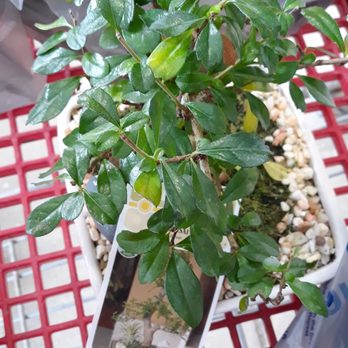 Lowe's Home Improvement - Bonsai tree wanted to go home with me. - Hardware Stores Near Me - Monroe, Michigan