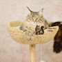 Loki Maine Coon Cattery