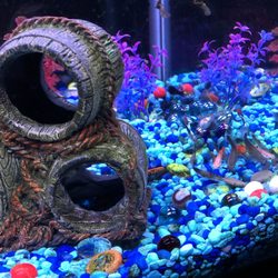 The Aquatic Den - My very happy tank