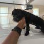Photo of Pet Laundry