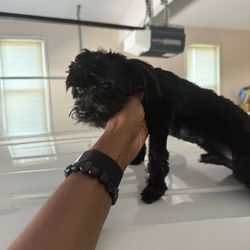 Pet Laundry - Asked for a trim and she shaved all my dog hair off !! Very unprofessional!