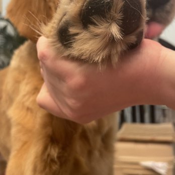 Groom To Bloom - Pet Groomers Near Me - Los Angeles, California