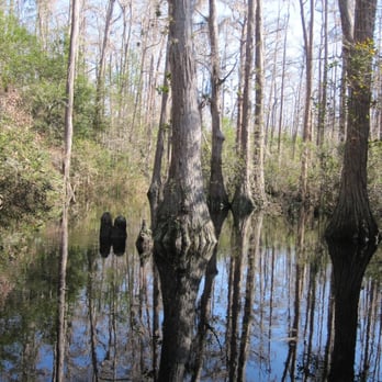 Stephen C Foster State Park - Trees reflecting on tannin-stained water - Parks Near Me - Fargo, Georgia