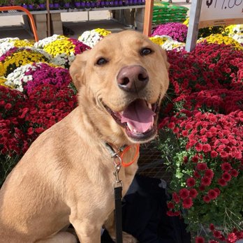 Off Leash K9 Training - Want a happy confident dog? - Pet Training Near Me - Sheridan, Colorado Off Leash K9 Training - Want a happy confident dog? - Pet Training Near Me - Sheridan, Colorado