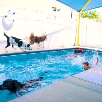 2nd Family Dogs - Pool for dogs - Pet Groomers Near Me - McKinney, Texas 2nd Family Dogs - Pool for dogs - Pet Groomers Near Me - McKinney, Texas