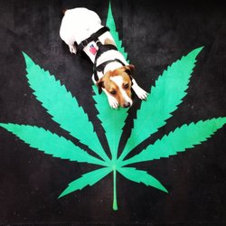 Fusion 420 - Yeti Chilling on his Pet CBD