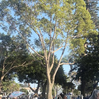Spreckels Park - Beautiful trees in the park for nice cool shade. - Parks Near Me - Coronado, California Spreckels Park - Beautiful trees in the park for nice cool shade. - Parks Near Me - Coronado, California