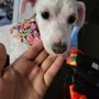 Photo of Art's Grooming & Pet Supplies