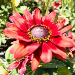 Black-Eyed Susan