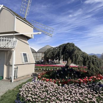 Tulip Town - Botanical Gardens Near Me - Mount Vernon, Washington Tulip Town - Botanical Gardens Near Me - Mount Vernon, Washington