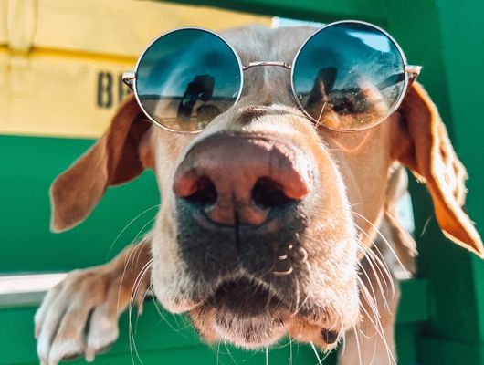 Pet Care Memberships 🐶 - Upgrade your dog's world with our amazing membership care plans, starting at just $29/month. Join the gang and enjoy perks like:

✓ 5 Free Visits + Up to 15% Off Pet Care
✓ Monthly WSDG Box Full of Toys, Treats & Dog Parent Swag
✓ Priority Bookings & No Hidden Fees

Unleash the perks today - JOIN THE GANG! 🐶
