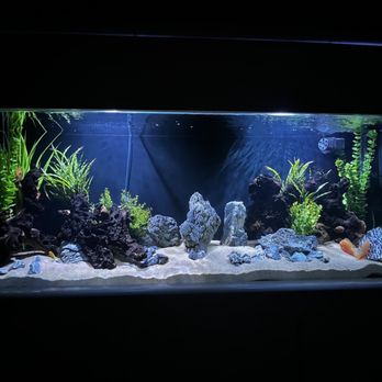 360 Aquatic - We were able to source everything for out tank. All of his recommendations were spot on down to selecting the sand and maintenance. - Local Fish Stores Near Me - Houston, Texas