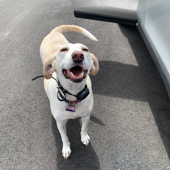 Whispering Winds Kennel - Pet Sitting Near Me - Woodstock, Illinois Whispering Winds Kennel - Pet Sitting Near Me - Woodstock, Illinois