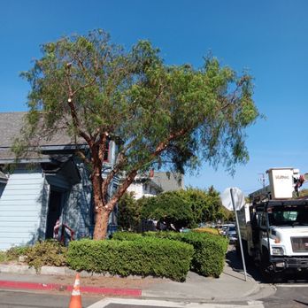 Valley Falls Tree Care - California pepper trim - Tree Services Near Me