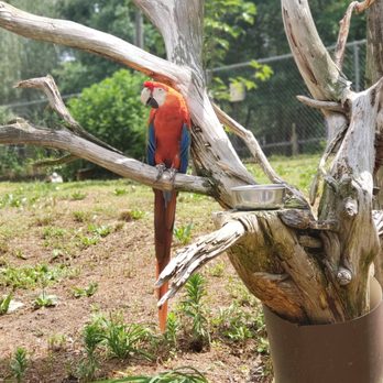 Sylvan Heights Bird Park - Parks Near Me - Scotland Neck, North Carolina Sylvan Heights Bird Park - Parks Near Me - Scotland Neck, North Carolina