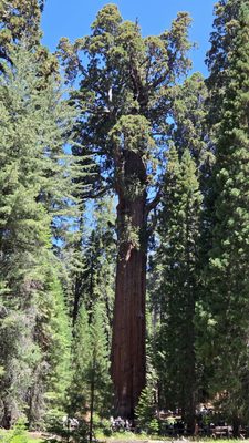 General Sherman Tree by null