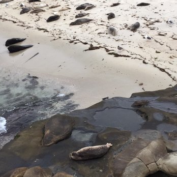 Children's Pool - Beaches Near Me - La Jolla, California
