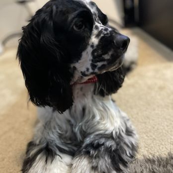 GROOM! Salon - Keeping him feeling & looking good. - Pet Groomers Near Me - Silver Spring, Maryland