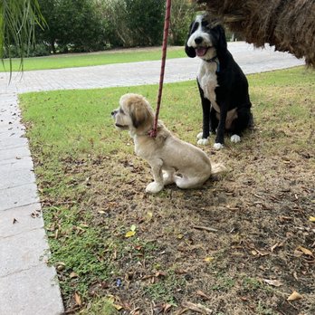petbar Boutique Arcadia - You can see my shaved down other dog from last week - Two dogs are outside on a grassy area near a tree, with one sitting and the other standing, on a leash, in a park-like setting. - Pet Groomers Near Me - Phoenix, Arizona