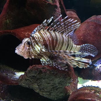 Melbourne Aquarium - Zoos Near Me - Melbourne, VIC