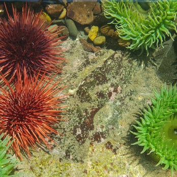 Seattle Aquarium - Aquariums Near Me - Seattle, Washington Seattle Aquarium - Aquariums Near Me - Seattle, Washington