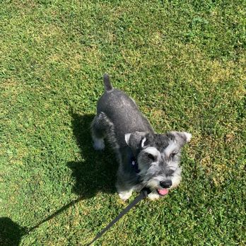 WTFluff Grooming - Here is my first puppy mini- schnauzer cut - Pet Groomers Near Me - Santa Monica, California WTFluff Grooming - Here is my first puppy mini- schnauzer cut - Pet Groomers Near Me - Santa Monica, California