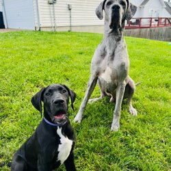Gaslight Square Animal Hospital - My two Dane babies (:
