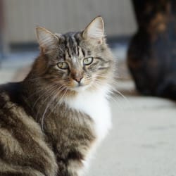 Mt Emily Ranch Bed & Breakfast - kitty we met on property