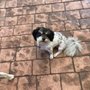 Amanda Jeans Pet Grooming