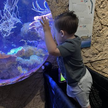 Long Island Aquarium - Toddler loved the aquarium! - Aquariums Near Me - Riverhead, New York Long Island Aquarium - Toddler loved the aquarium! - Aquariums Near Me - Riverhead, New York