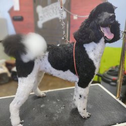 Doggy Styles Mobile Grooming - Standard poodle