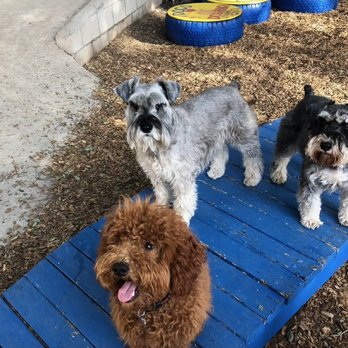 OC Dog Ranch - Pet Training Near Me