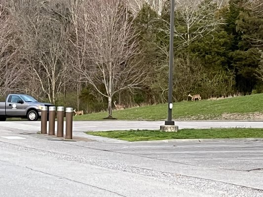 Big Bone Lick State Historic Site by null