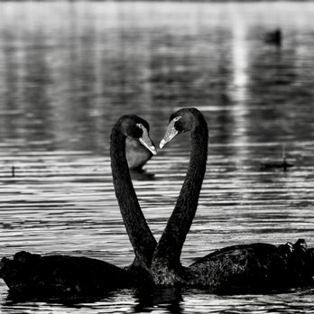 Lake Eola Park - Catching a moment;) - Parks Near Me - Orlando, Florida Lake Eola Park - Catching a moment;) - Parks Near Me - Orlando, Florida