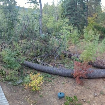 A Cut Above Tree Service - Tree Services Near Me - Mount Shasta, California A Cut Above Tree Service - Tree Services Near Me - Mount Shasta, California
