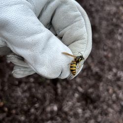 BioStrike Pest & Mosquito - Eastern yellow jacket /Wasp Removal