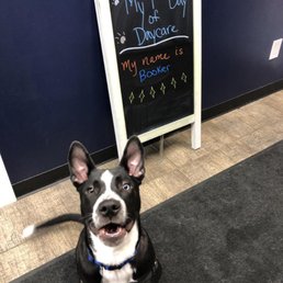 Booker's 1st Day at Pups-A-Daisy